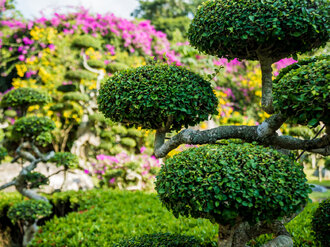 Ako využiť malý priestor: Okrasné stromy pre malé záhrady